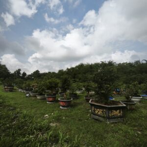 Vườn mai khách hàng