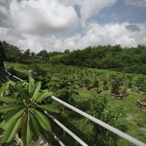 Vườn mai khách hàng.