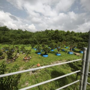 Vườn mai khách hàng.
