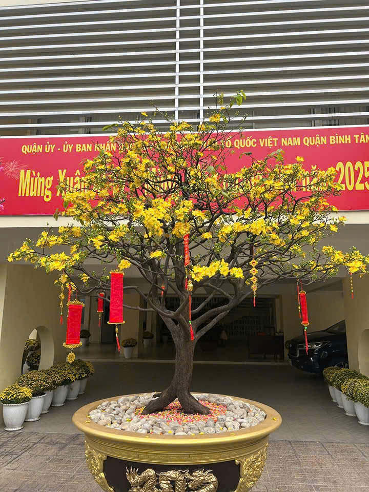 Cho thuê Mai chơi Tết